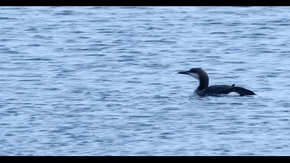 Karagerdanlı dalgıç