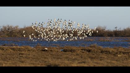 Karakarınlı kumkuşu