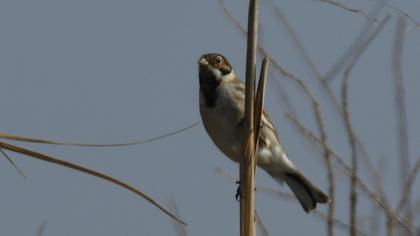 Bataklık Kirazkuşu