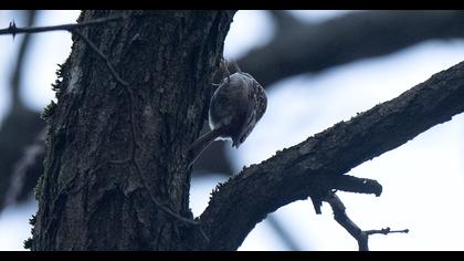 Bahçe tırmaşıkkuşu