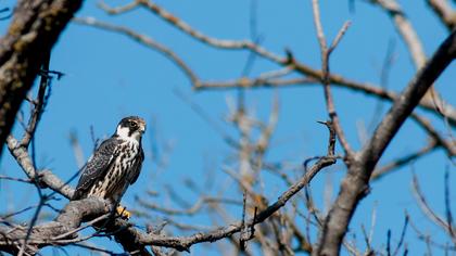 Eurasian Hobby