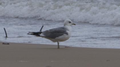 Küçük gümüş martı