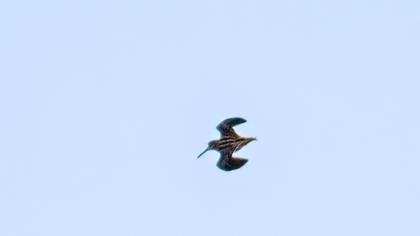 Jack Snipe