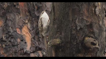 Bahçe tırmaşıkkuşu