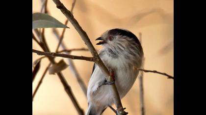 Uzunkuyruklu baştankara