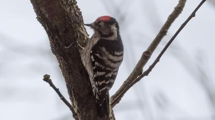 Küçük ağaçkakan