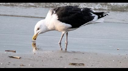 Büyük karasırtlı martı