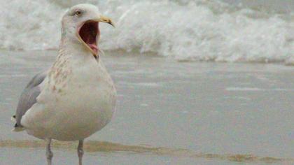 Kuzey gümüş martı