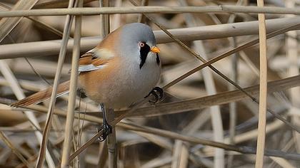 Bıyıklı baştankara