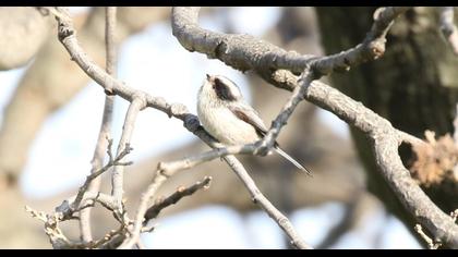 Uzunkuyruklu baştankara