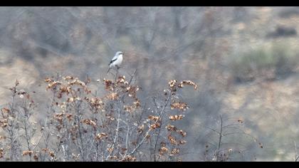 Büyük örümcekkuşu