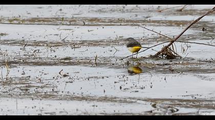 Dağ kuyruksallayanı