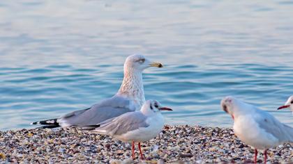 Kuzey gümüş martı