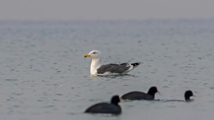 Great Black-backed Gull