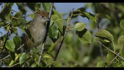 Karabaşlı ötleğen