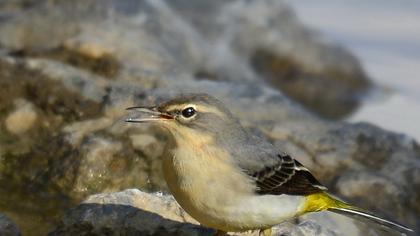 Dağ kuyruksallayanı