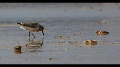 Karakarınlı kumkuşu