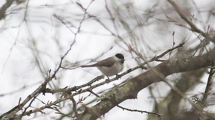 Kayın baştankarası