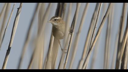 Bıyıklı kamışçın