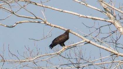 Büyük orman kartalı