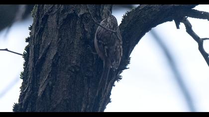 Bahçe tırmaşıkkuşu