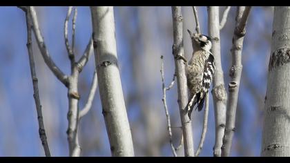 Küçük ağaçkakan