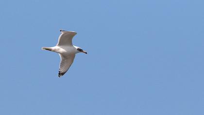 Büyük karabaş martı