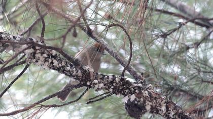 Karabaşlı ötleğen