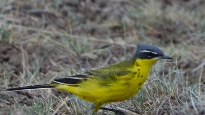 Sarı kuyruksallayan