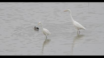 Büyük ak balıkçıl