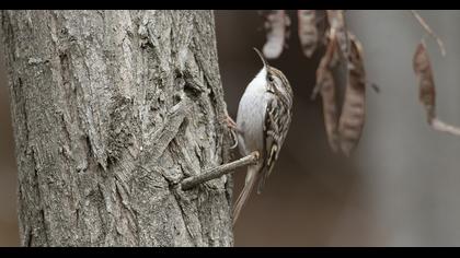 Bahçe tırmaşıkkuşu