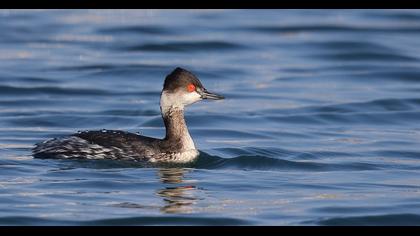 Karaboyunlu batağan