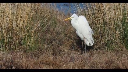 Büyük ak balıkçıl