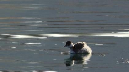 Karaboyunlu batağan
