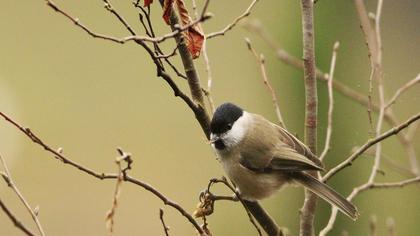 Kayın baştankarası