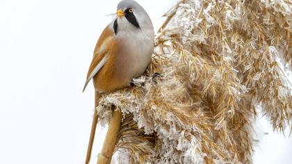 Bıyıklı baştankara