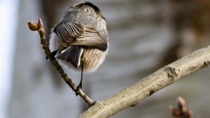 Uzunkuyruklu baştankara