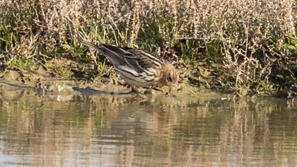 Kızılgerdanlı incirkuşu