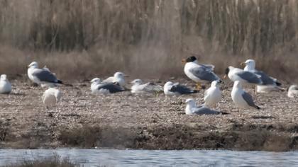 Büyük karabaş martı
