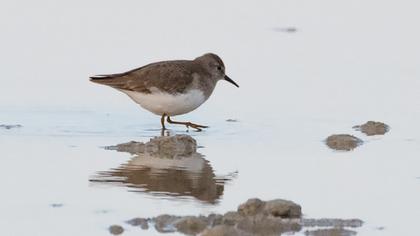 Sarıbacaklı kumkuşu