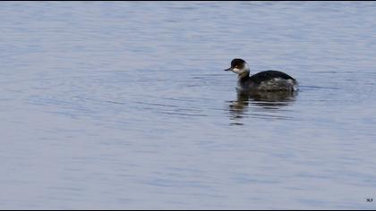 Karaboyunlu batağan
