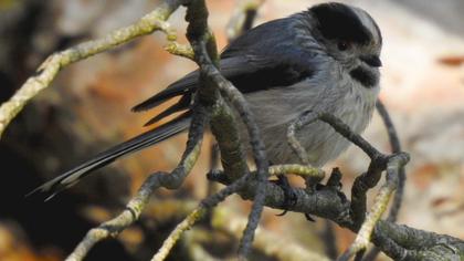 Uzunkuyruklu baştankara
