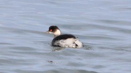 Karaboyunlu batağan