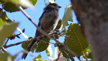 Long-tailed Tit