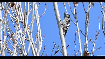 Küçük ağaçkakan