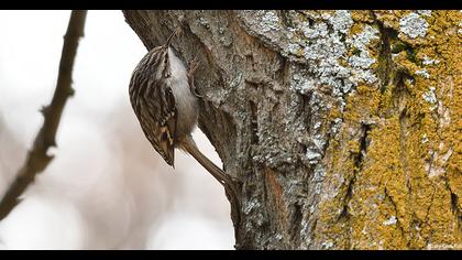 Bahçe tırmaşıkkuşu