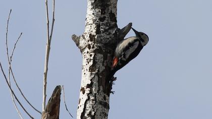 Orman alaca ağaçkakanı
