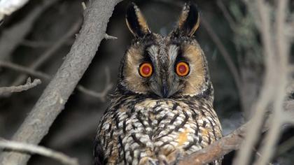 Kulaklı orman baykuşu