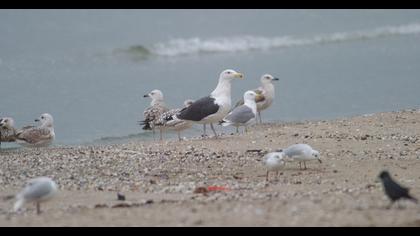 Büyük karasırtlı martı