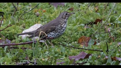 Mistle Thrush